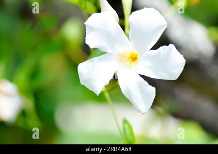 Mandevilla Vine, Rose Diladenia ou Mandevilla x amabilis ou Hort Buck ou Alice du Pont ou Apocynaceae plante ou fleurs blanches Banque D'Images