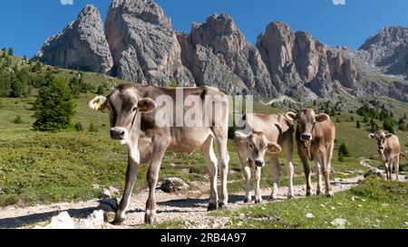 Un groupe de vaches en colère sur un pré de montagne dans les Dolomites (Alpes italiennes) Banque D'Images