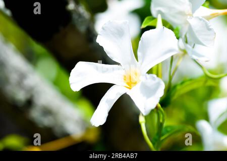 Mandevilla Vine, Rose Diladenia ou Mandevilla x amabilis ou Hort Buck ou Alice du Pont ou Apocynaceae plante ou fleurs blanches Banque D'Images