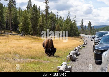 Parc national de Yellowstone, 30 septembre 2022 : le bison américain broute à côté de voitures dans le parc national de Yellowstone. Banque D'Images