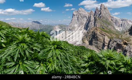 Plantes vertes en face des montagnes Geislerspitzen (Gruppo delle Odle) dans les Dolomites (Alpes italiennes), vues depuis le sommet de la montagne Seceda Banque D'Images