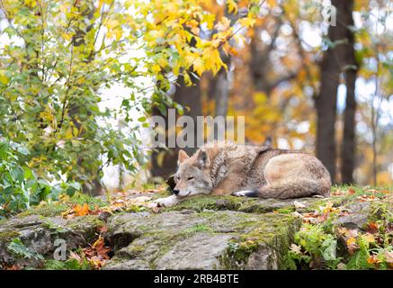 Un Coyote Canis latrans solitaire reposant sur un rocher en automne au Canada Banque D'Images