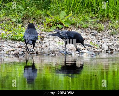 Carrion Crows se nourrissant d'un poisson mort sur les rives de la rivière Brathay à Ambleside, Lake District, Royaume-Uni. Banque D'Images