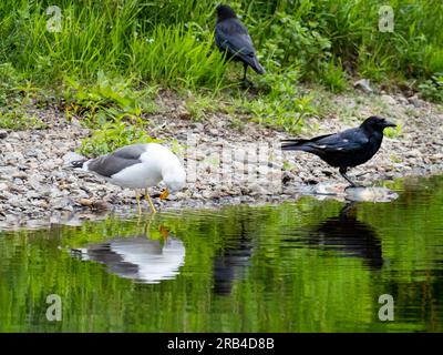 Carrion Crows se nourrissant d'un poisson mort sur les rives de la rivière Brathay à Ambleside, Lake District, Royaume-Uni. Banque D'Images