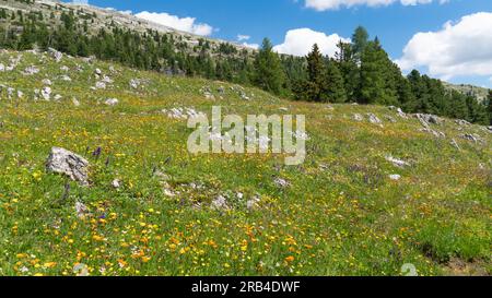 Magnifique paysage de montagne sur la place Plätzwiese / Prato dans les Dolomites (Alpes italiennes) Banque D'Images