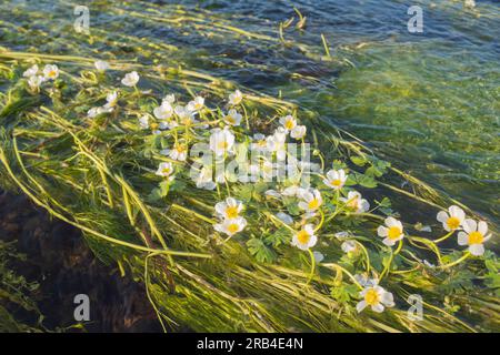 Floraison commune de pied-de-biche dans la rivière Teifi au pont de Gogoyan, le 6 juin 2023 Banque D'Images