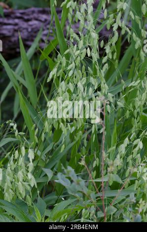 Oats indiens, Chasmanthium latifolium Banque D'Images