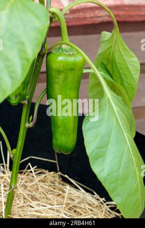 Légumes cultivés à la maison, aliments produits à partir de graines en pots. Le poivron bio encore vert peut devenir rouge ou jaune lorsqu'il est mûr pour la cueillette pour la salade, etc Banque D'Images