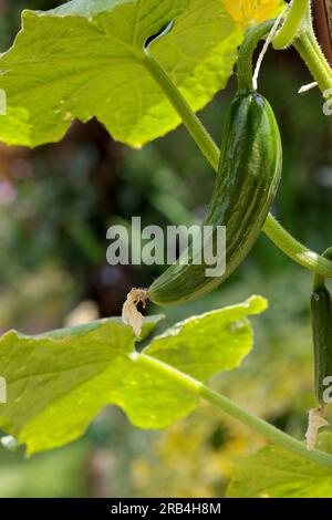 Légumes cultivés à la maison, plante alimentaire produite à partir de graines dans des pots, le concombre pousse à partir de fleurs puis pend et devient plus grand jusqu'à la taille requise pour cueillir Banque D'Images