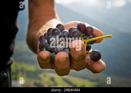 L'Italie, la Lombardie, la Valtellina, Chiuro, temps de récolte Banque D'Images