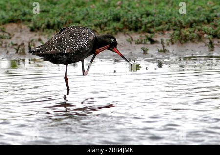 Plumage estival adulte tacheté (Tringa erythropus) debout dans l'eau peu profonde grattant la tête Norfolk, Royaume-Uni. Juillet Banque D'Images