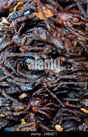 Araignées frites. Marché de Skun. Alentours de Siem Reap. Cambodge Banque D'Images