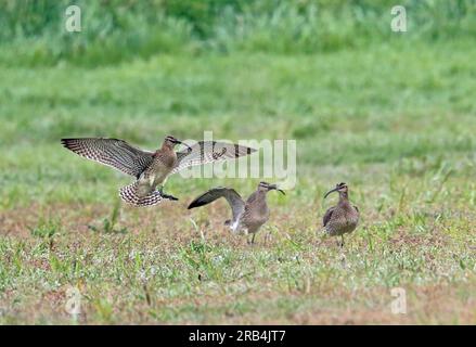 Whimbrel (Numenius phaeopus) adulte atterrissant dans le champ 'Higher Level Stewardship schem', avec deux oiseaux sur Eccles-on-Sea, Norfolk, Royaume-Uni. Banque D'Images