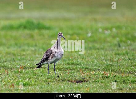 Whimbrel (Numenius phaeopus) adulte sur prairie humide paillage de mer, Norfolk, Royaume-Uni. Mai Banque D'Images