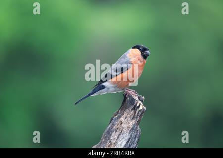 Bullfinch eurasien (Pyrrhula pyrrhula) perché au sommet d'une vieille souche d'arbre Banque D'Images