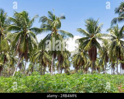 Plantation de noix de coco à Huai Yai, dans la province de Chonburi en Thaïlande, avec du manioc planté entre les cocotiers. Banque D'Images