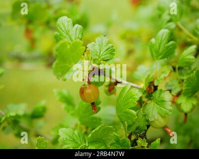 Groseille pousse branche jardin feuilles gros plan macro ferme floraison arbre fruitier pousse bourgeon branche jardin arbres de printemps Ribes u Banque D'Images