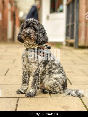 Cockapoo Banque D'Images