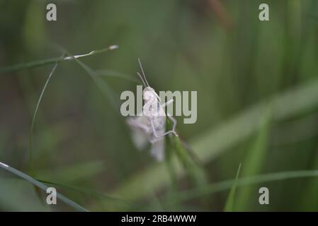 Field Grasshopper Nymphe (Chorthippus brunneus) frottant les jambes ensemble sur une lame verticale d'herbe, regardant dans la caméra, dans un jardin au Royaume-Uni en juillet Banque D'Images