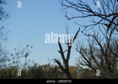 observation de la faune et de la flore sur un vieux arbre au danube Banque D'Images