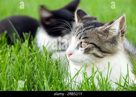 Gros plan de chatons tabby et smoking en herbe verte Banque D'Images