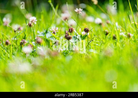 Herbes, fleurs sauvages, trèfle dans une pelouse non tondue Banque D'Images
