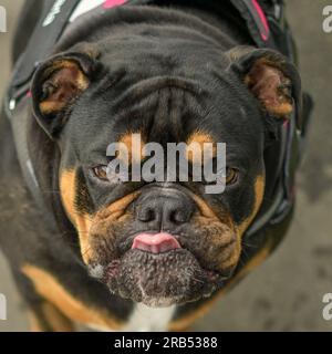 Bulldog anglais Banque D'Images