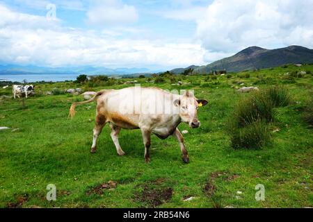 Ferme bovine dans les collines de la péninsule de Beara, comté de Cork, Irlande - John Gollop Banque D'Images