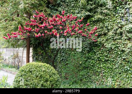 Floraison japonaise Cherry Blooming Banque D'Images