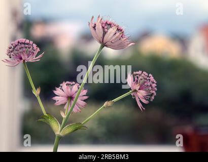 Masterwort Astrantia major grande, Banque D'Images