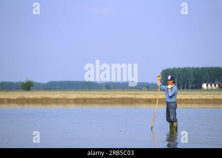 Champ de riz. Lomellina. Lombardia. Italie Banque D'Images