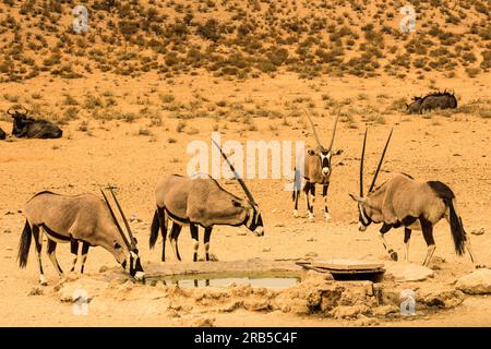 Un petit troupeau de Gemsbok Oryxes, Oryx gazella, se rassemblant dans un petit trou d'eau artificiel dans le lit asséché de Nossob Riverbed dans le désert du Kalahari Banque D'Images
