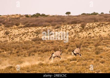 Deux Gemsbok Oryx, Oryx Gazella, courent sur une dune couverte d'herbe dans le désert du Kalahari Banque D'Images