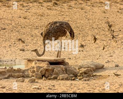 Une autruche femelle à un point d'eau entouré par un petit troupeau de Namaqua Sandgrouse en vol Banque D'Images
