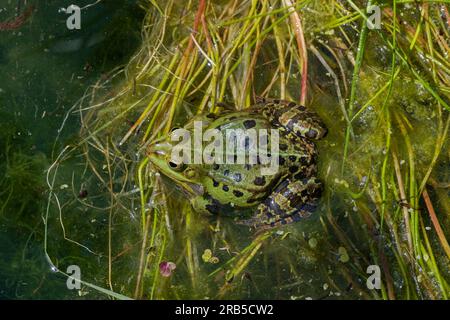 Grenouille comestible, Pelophylax esculentus, Basse-Saxe, Allemagne, Europe Banque D'Images