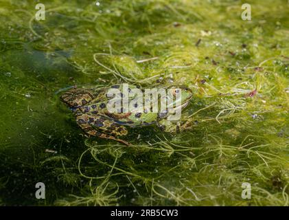 Grenouille comestible, Pelophylax esculentus, Basse-Saxe, Allemagne, Europe Banque D'Images