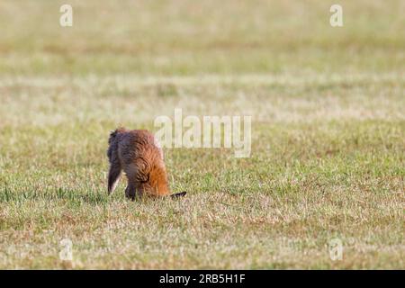 Chasse au renard roux (Vulpes vulpes) se balançant sur des proies de souris / cambriolages dans les prairies fraîchement tondues / prairies coupées en été Banque D'Images