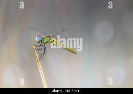Libellule : insectes captivants perchés sur une branche dans la nature Banque D'Images