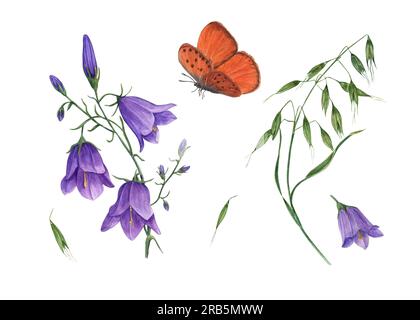 Ensemble de lilas campanula, avoine sauvage verte et papillon orange volant. Illustration à l'aquarelle de plantes de prairie sauvages isolées sur fond blanc Banque D'Images