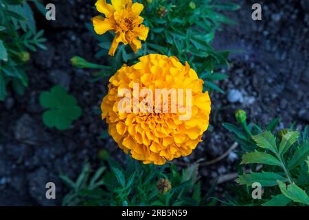 Tagetes erecta Marigold fleur. Gros plan de la fleur de souci orange. Vue de dessus. Banque D'Images