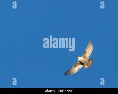 Crag Martin (Ptyonoprogne rupestris) en vol en Espagne Banque D'Images