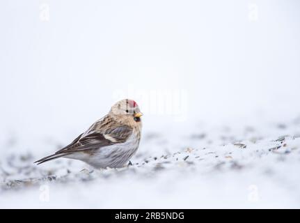 Arctic Redpoll (Acanthis hornemanni) hivernant dans l'arctique de la Norvège. Banque D'Images