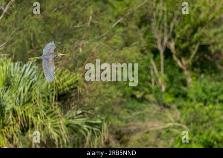 Hivernage Heron tricolore, Egretta tricolore, aux Bermudes. Immature en vol. Banque D'Images