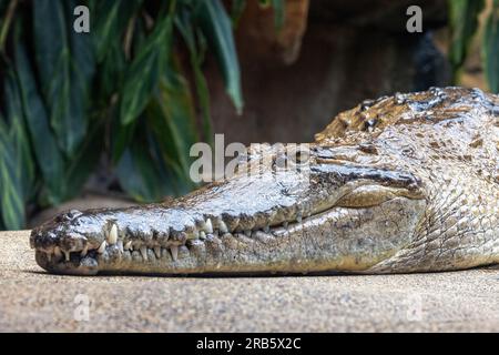 Crocodile d'eau douce, Crocodylus johnsoni, profil latéral. Endémique des Territoires du Nord de l'Australie. Banque D'Images