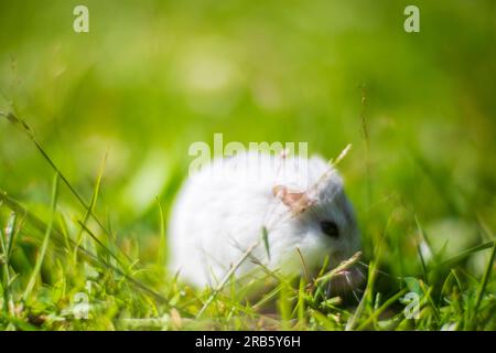 Gros plan mignon hamster gris assis sur l'herbe. Animal domestique dans la nature. Animal sur la pelouse verte. Le concept d'animaux de compagnie. Arrière-plan flou fort Banque D'Images