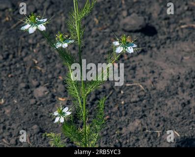 Fleurs blanches amour-dans-une-brume, ou diable dans la fleur de brousse ou Nigella damascena L dans le jardin botanique du Dniepr en Ukraine. Banque D'Images