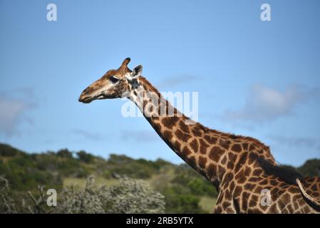 Gros plan de la tête et du cou d'une girafe sauvage dans la nature sauvage sud-africaine. Remarquez la queue floue dans l'air. Banque D'Images