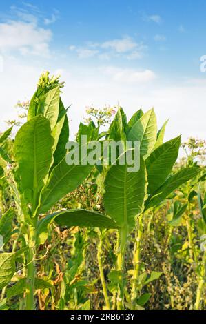 La floraison du tabac sur le terrain Banque D'Images