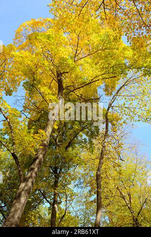 Feuilles d'automne dorées contre le ciel Banque D'Images