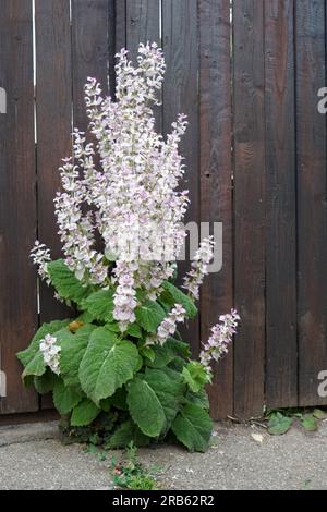 Salvia sclarea (sauge sclarée) plante avec des fleurs blanches lilas devant une clôture en bois Banque D'Images